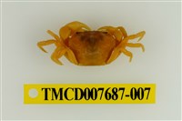 藏品(達觀澤蟹)的圖片